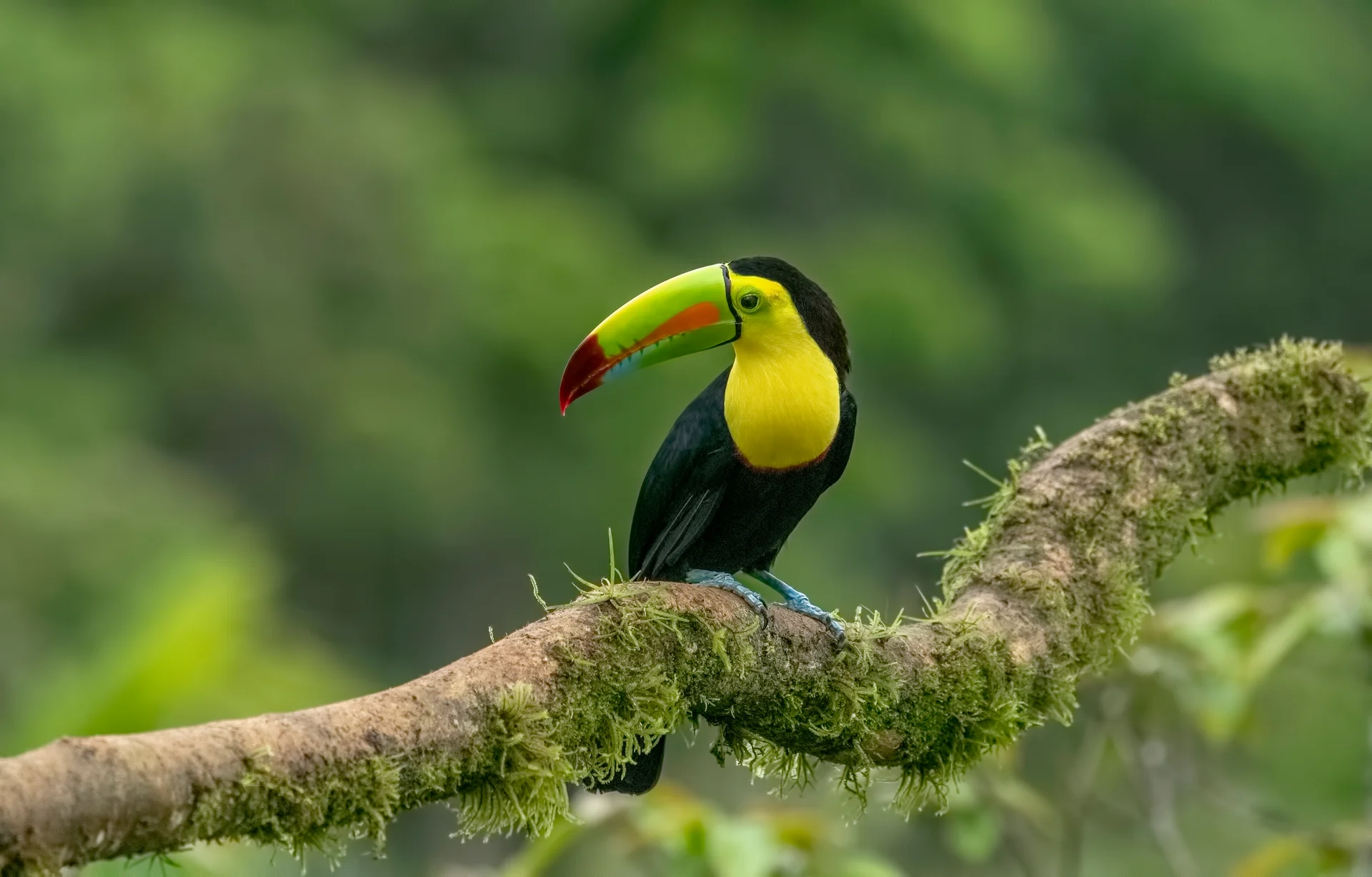 Chestnutjawed Toucan Swainsons Toucan Is Subspecies Yellowthroated Toucan That Breeds From Eastern Honduras Northern Colom…