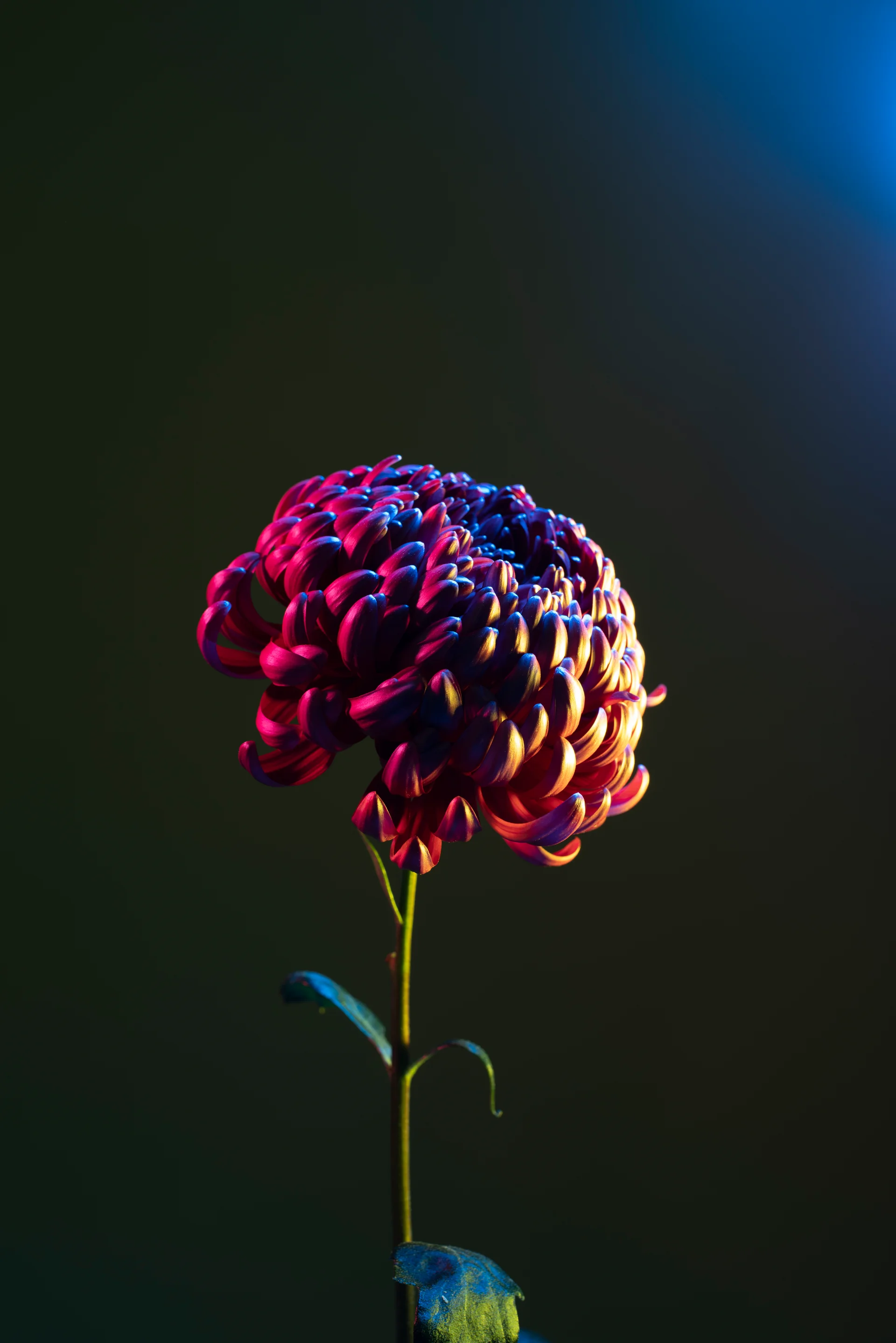 Chrysanthemum Flower Against Black Background. Dark wallpaper. 4912×7360px. Free download for personal use.