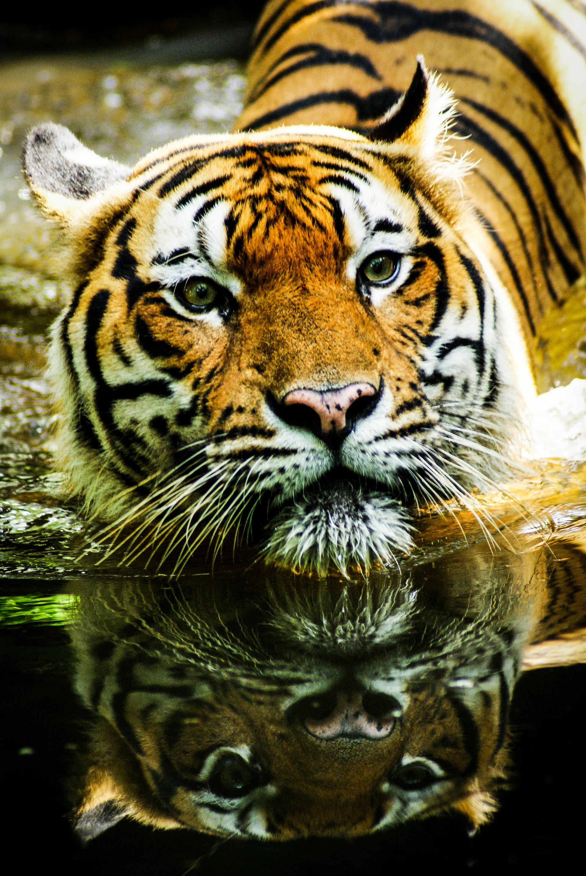 Close Up Malayan Tiger Swimming Pond. Animals wallpaper. 2849×4256px. Free download for personal use.
