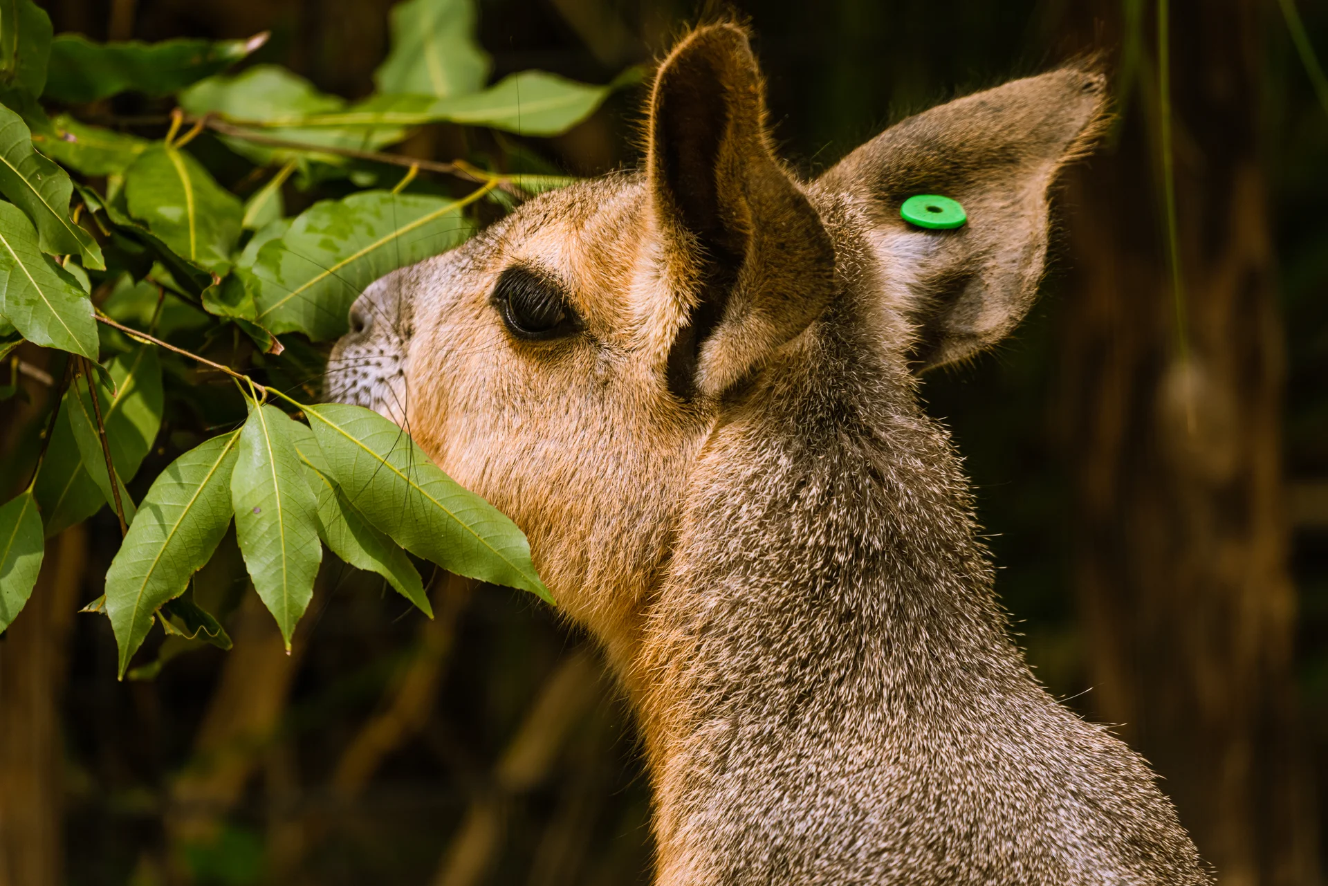 Close Up Rabbit. Uncategorized wallpaper. 7952×5304px. Free download for personal use.