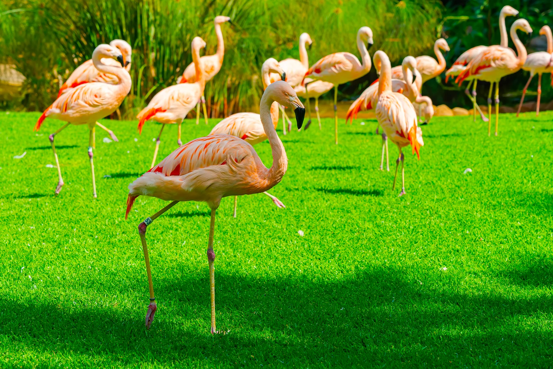 Closeup Beautiful Flamingo Group Walking Grass Park. Nature wallpaper. 3976×2656px. Free download for personal use.