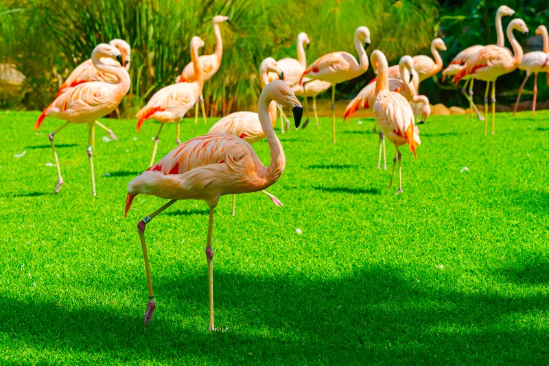 Closeup Beautiful Flamingo Group Walking Grass Park