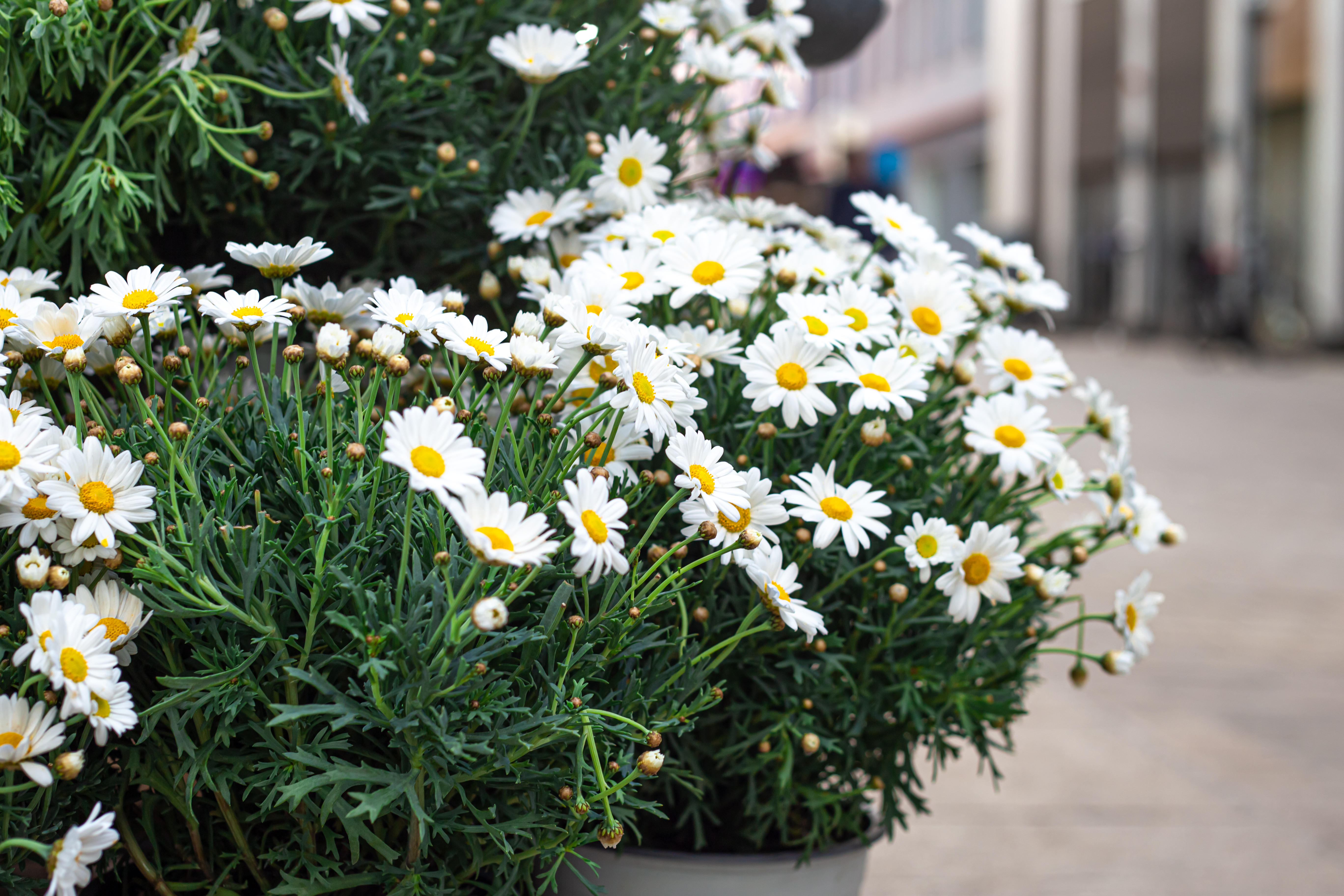 Closeup Chamomile Daisies Blurred Background