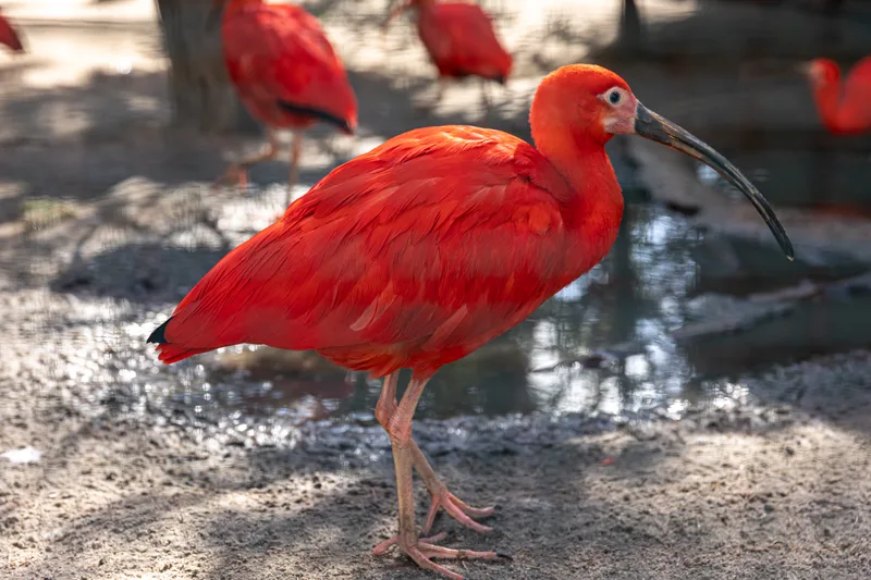 Closeup Red Ibis Wild Against Blurred Background