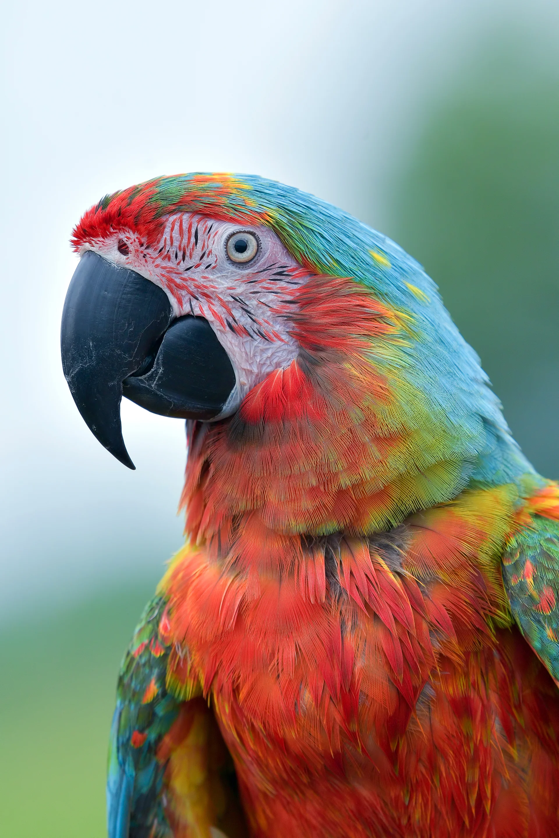 Closeup Scarlet Macaw From Side View Scarlet Macaw Closeup Head. Uncategorized wallpaper. 4016×6016px. Free download for p…