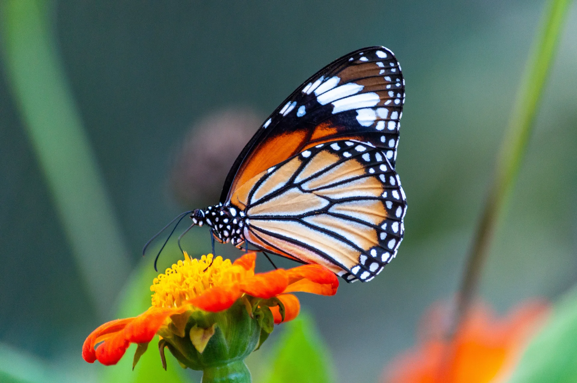 Closeup Shot Beautiful Butterfly With Interesting Textures Orange Petaled Flower. Nature wallpaper. 4288×2848px. Free down…