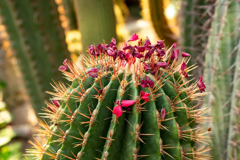 Closeup Shot Beautiful Cactus With Pink Flowers
