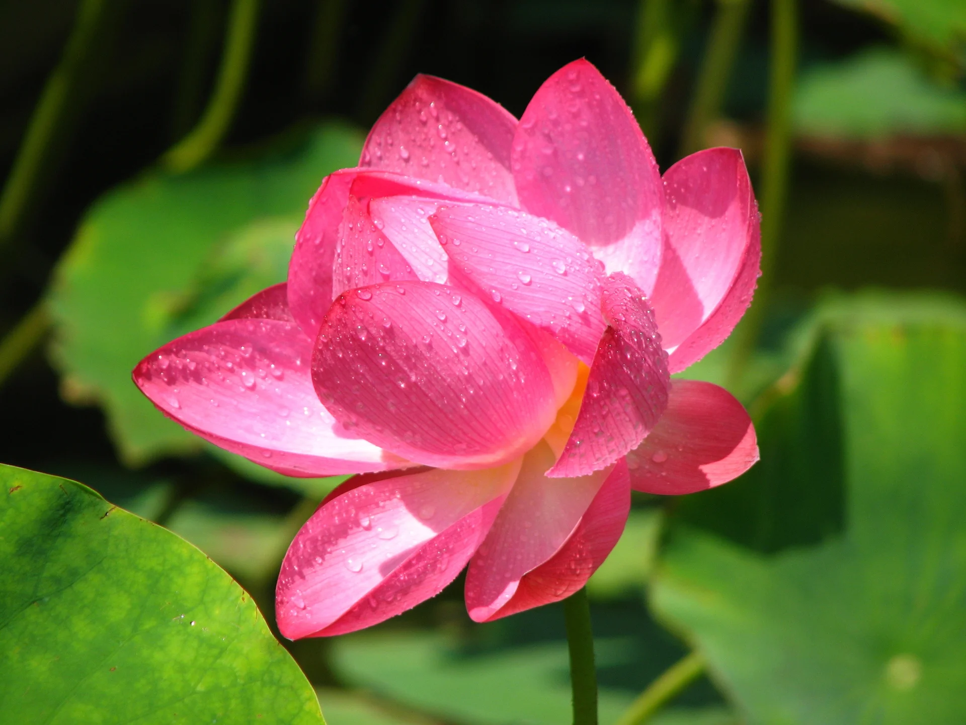 Closeup Shot Beautiful Pink Lotus Flowers Pond Peaceful Countryside. Nature wallpaper. 2816×2112px. Free download for pers…