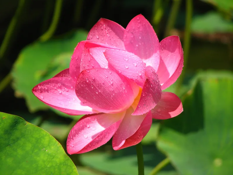 Closeup Shot Beautiful Pink Lotus Flowers Pond Peaceful Countryside