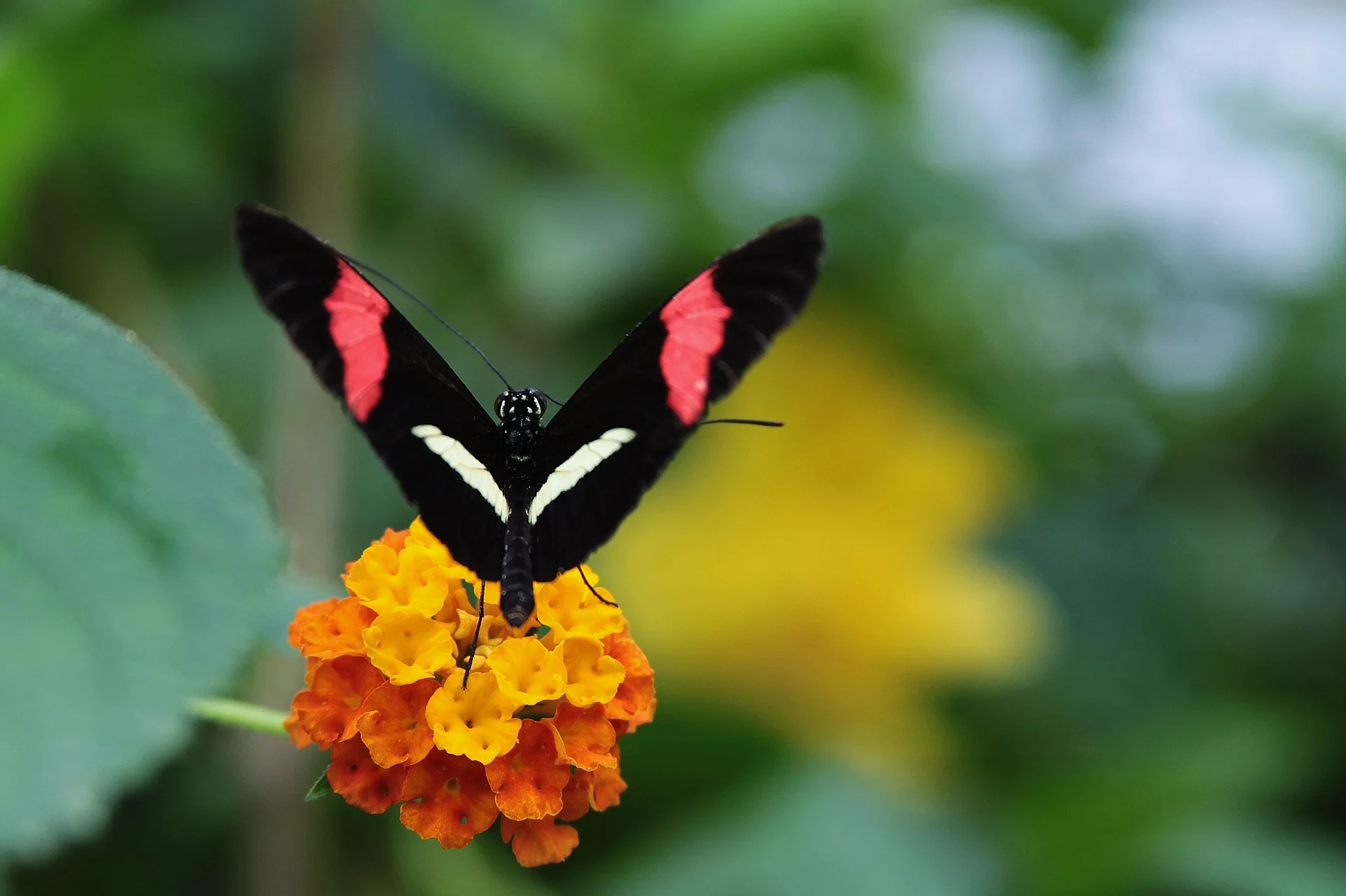 Closeup Shot Butterfly With Black Wings Red White Stripes Resting Yellow Flower. Nature wallpaper. 3746×2495px. Free downl…