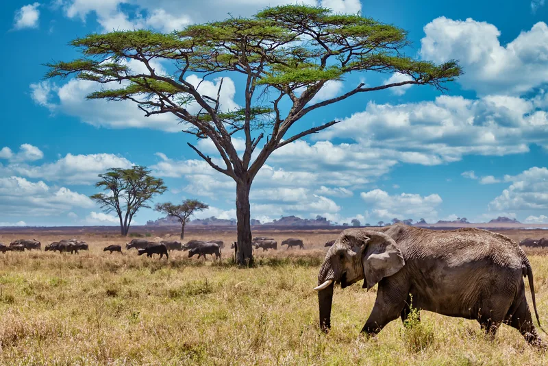 Closeup Shot Cute Elephant Walking Dry Grass Wilderness