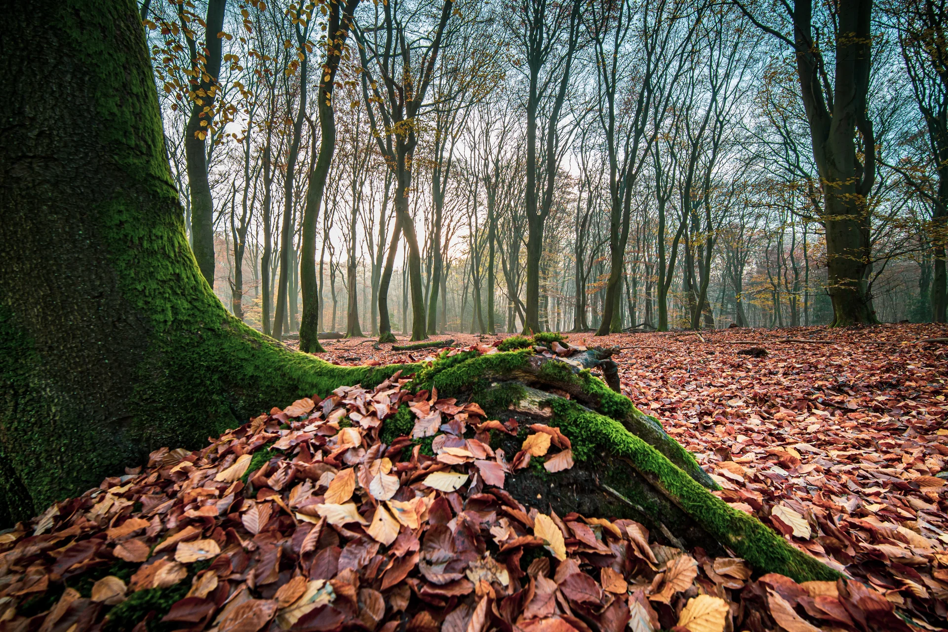 Closeup Shot Mossy Tree Trunk With Autumn Woods Leaves. Nature wallpaper. 6000×4000px. Free download for personal use.