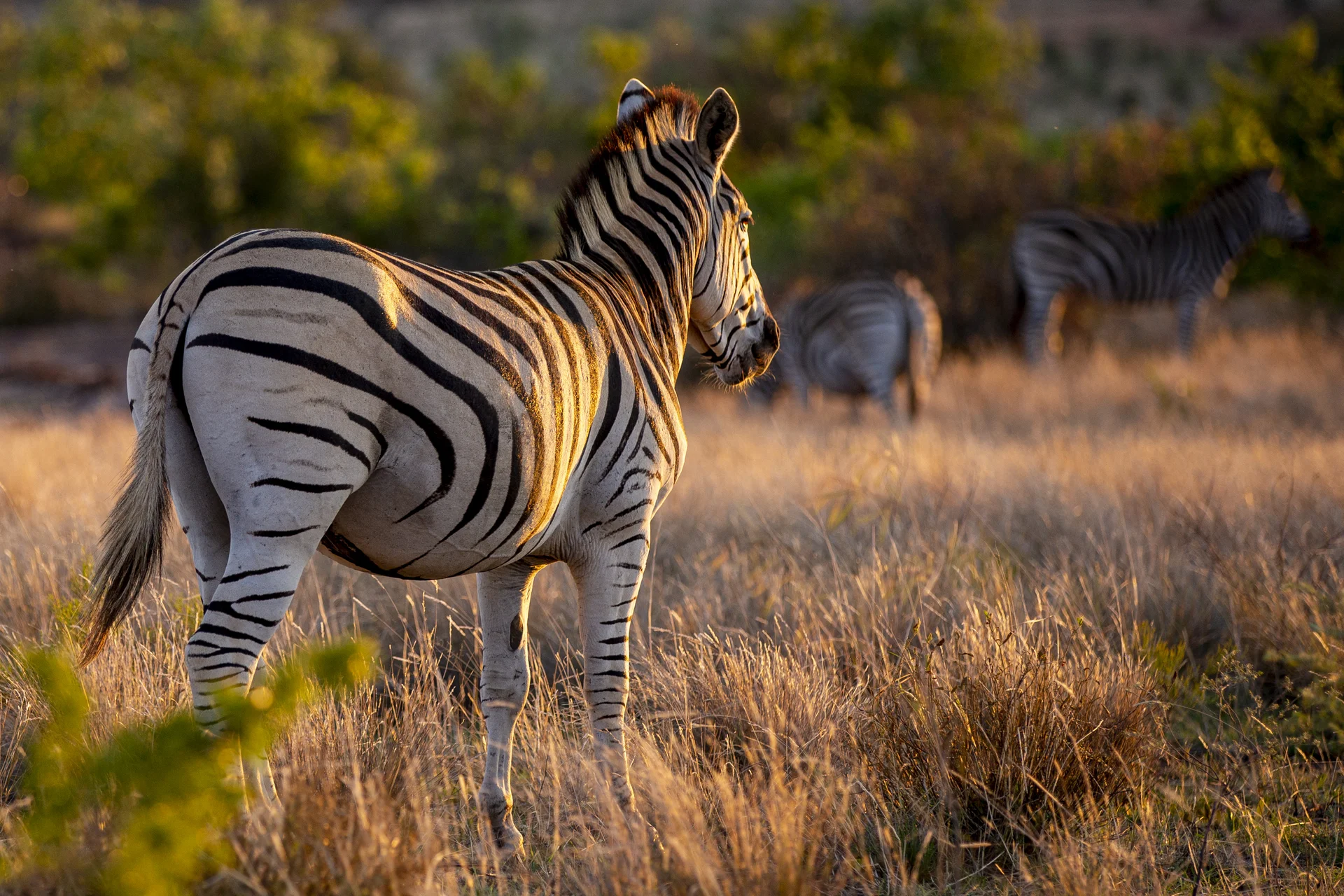 Closeup Shot Zebra Jungle. Uncategorized wallpaper. 3682×2455px. Free download for personal use.