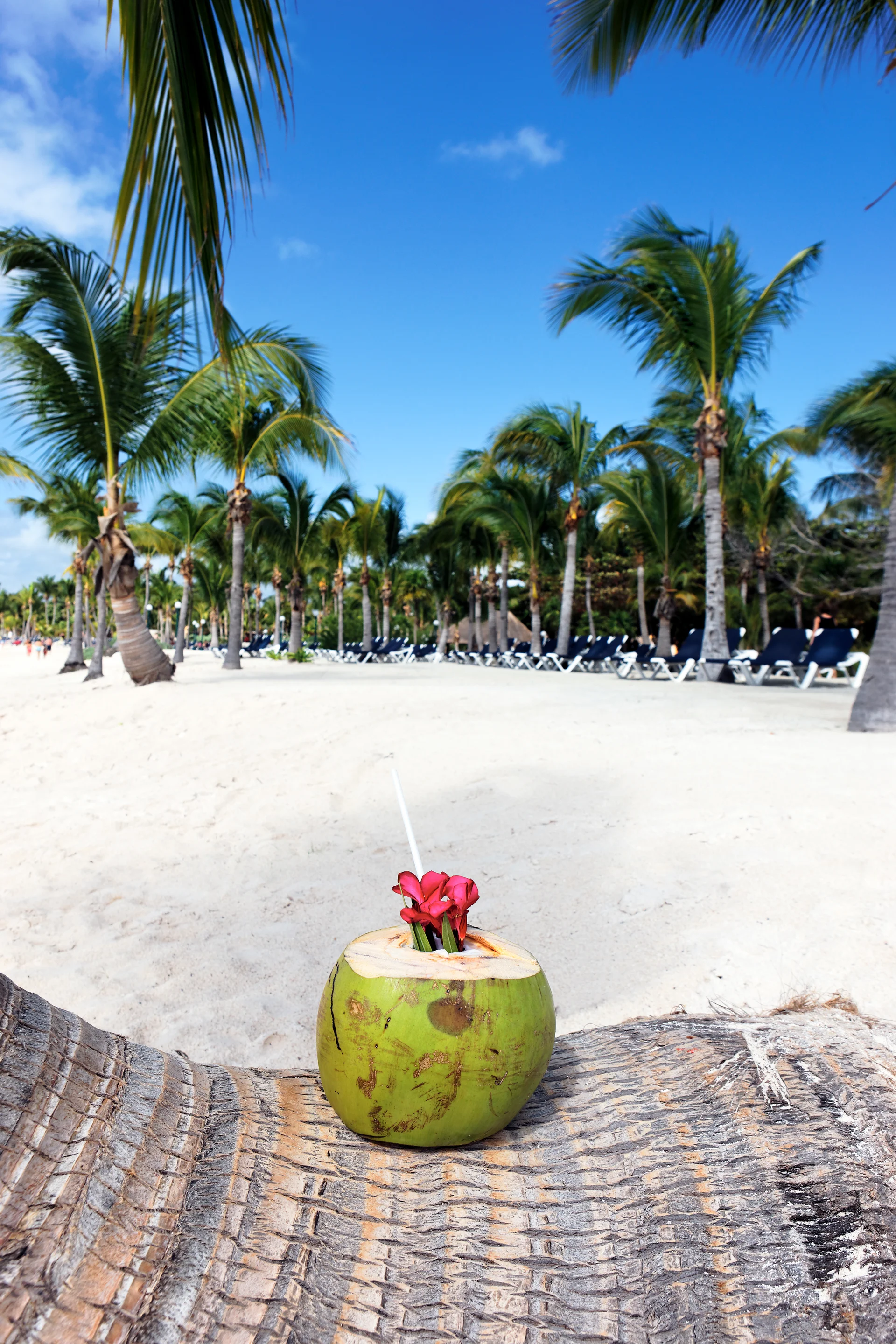 Coconut Drink Palm Tree Beach. Nature wallpaper. 3744×5616px. Free download for personal use.