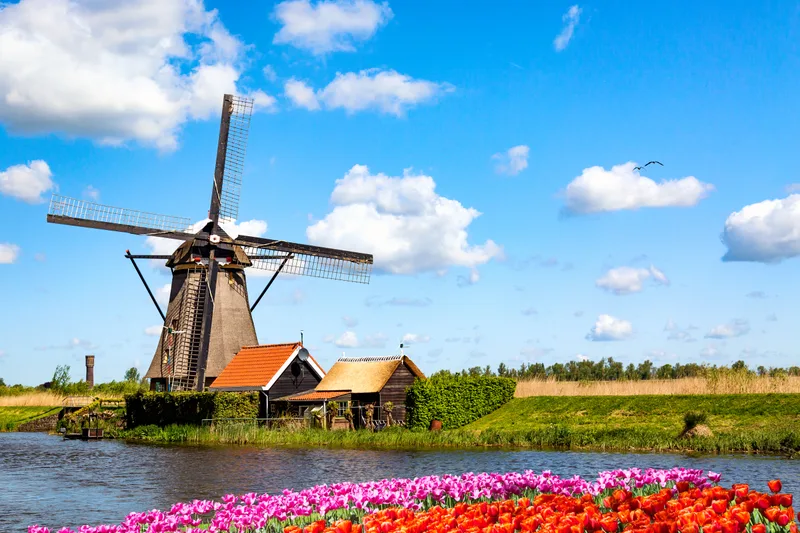 Colorful Spring Landscape Netherlands Europe Famous Windmills Kinderdijk Village With Tulips Flowers Flowerbed Holland Famous Tourist Attraction Holland