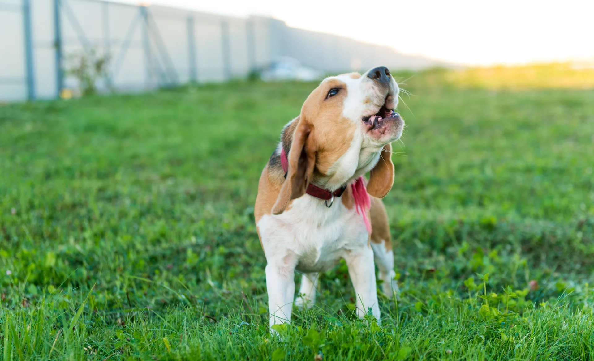 Cute Beagle Portrait. People wallpaper. 7360×4478px. Free download for personal use.