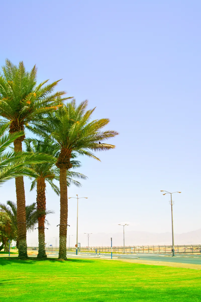 Date Palms Near Highway Eilat Israel