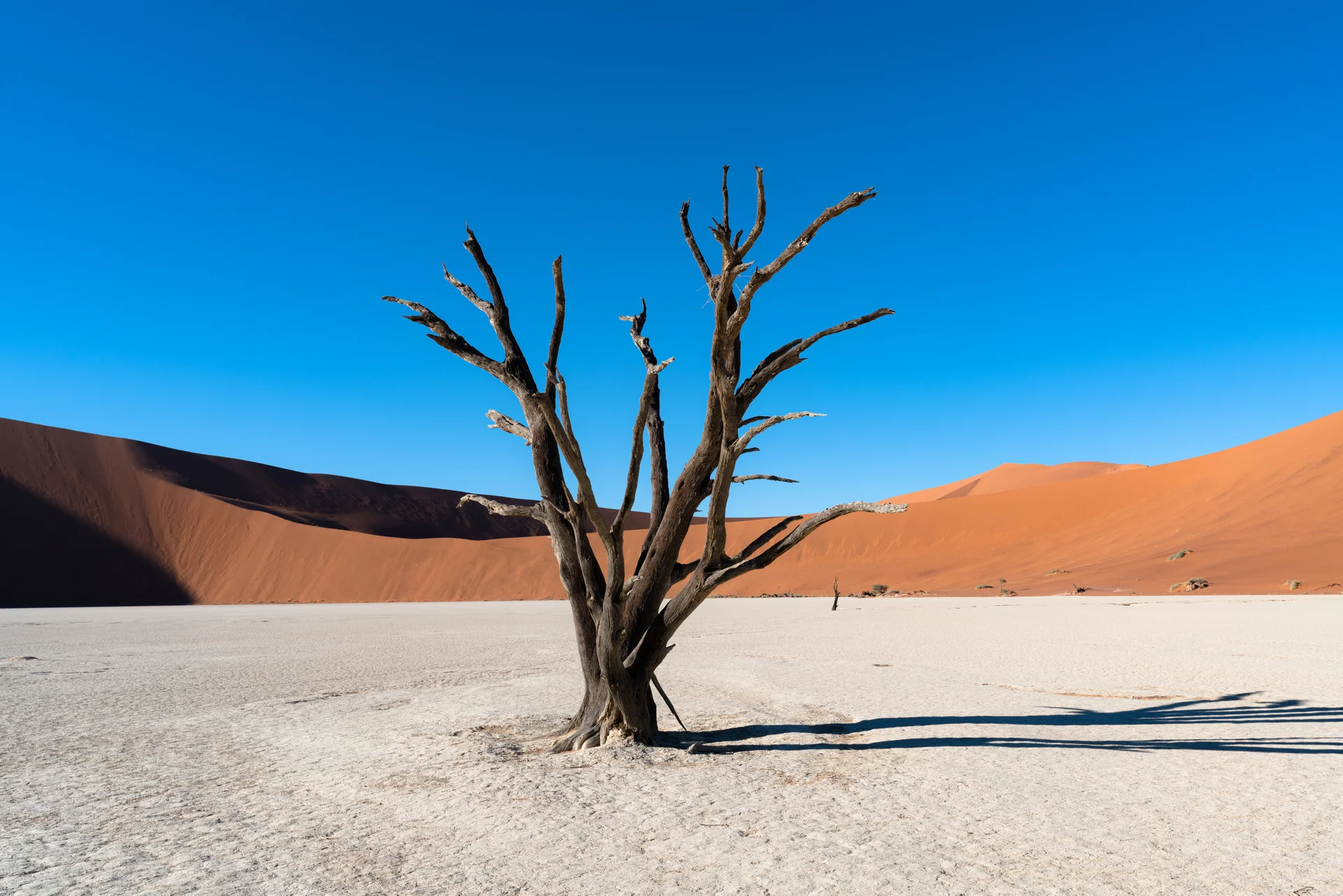 Deadvlei Namib Naukluft National Park Sossusvlei Namibia Dead Camelthorn Trees Against Orange Sand Dunes With Blue Sky. Na…
