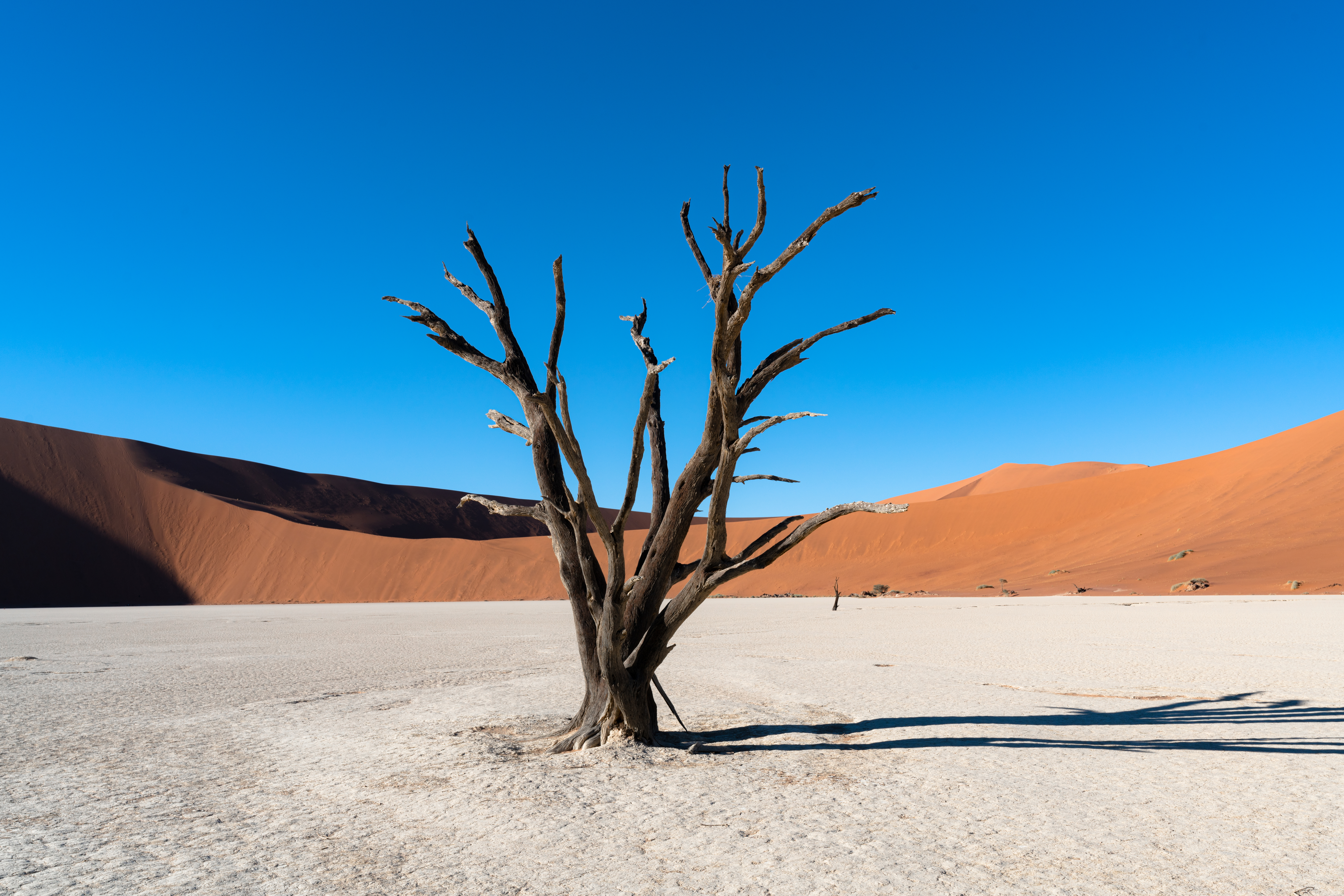 Deadvlei Namib Naukluft National Park Sossusvlei Namibia Dead Camelthorn Trees Against Orange Sand Dunes With Blue Sky