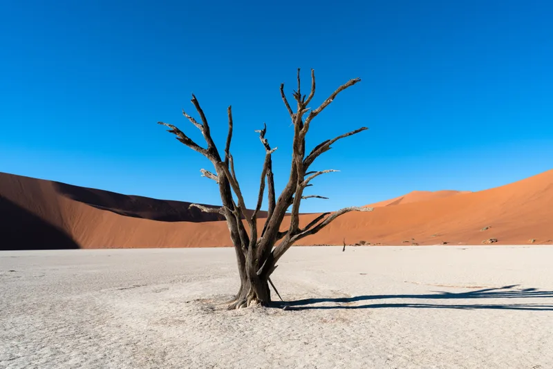 Deadvlei Namib Naukluft National Park Sossusvlei Namibia Dead Camelthorn Trees Against Orange Sand Dunes With Blue Sky