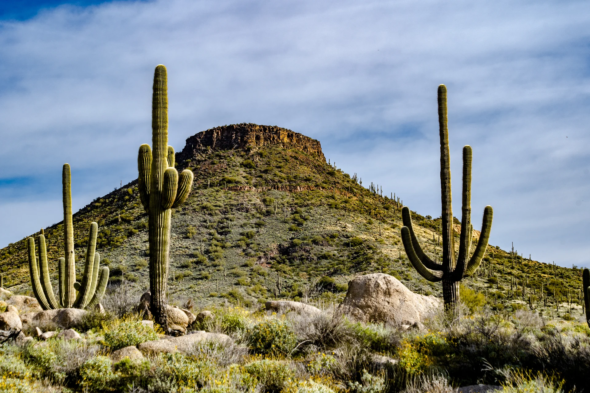Desert Mountain Is Flanked By Saguaro Cactus. Nature wallpaper. 6000×4000px. Free download for personal use.
