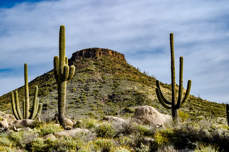 Desert Mountain Is Flanked By Saguaro Cactus