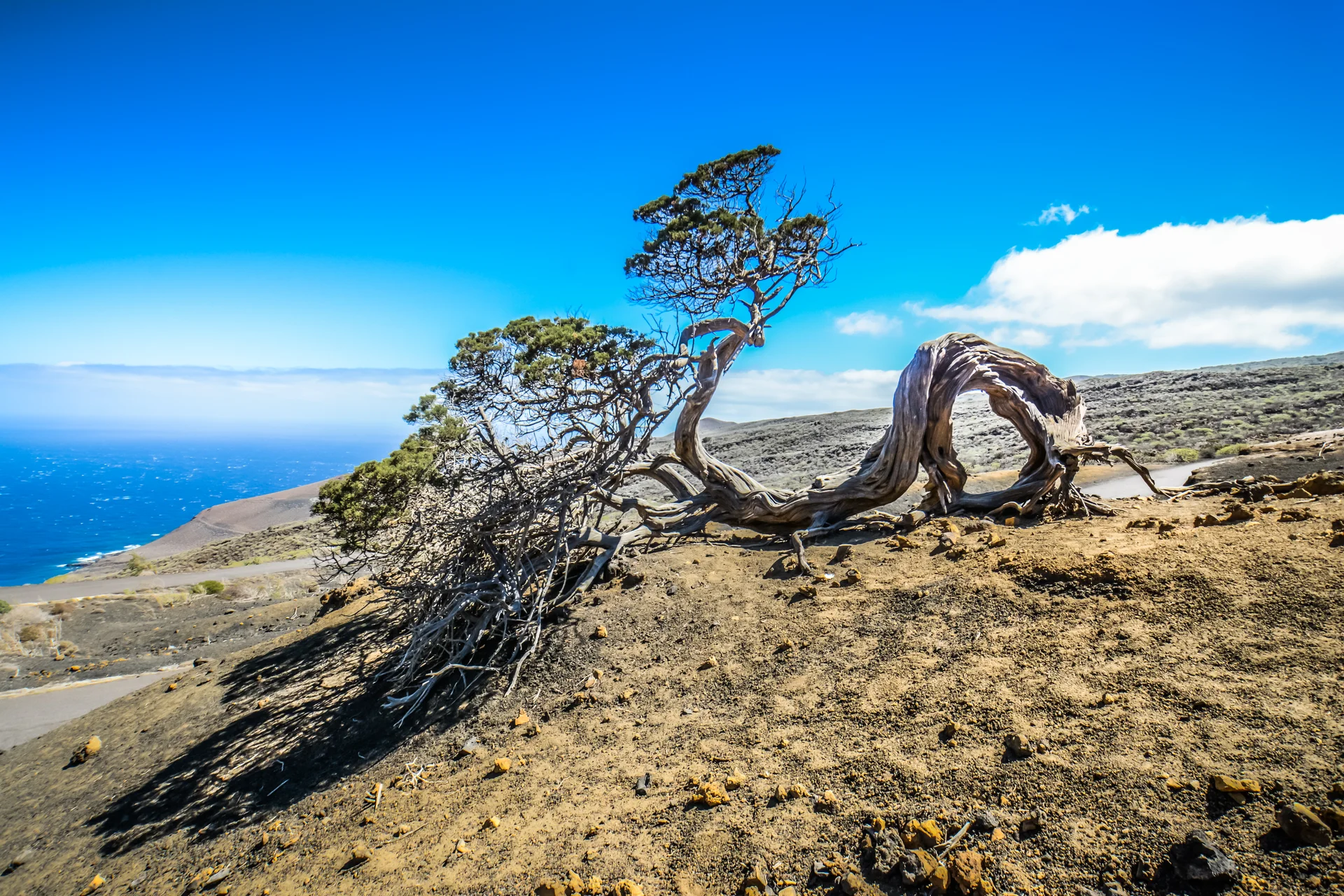 Driftwood Beach Against Blue Sky. Nature wallpaper. 5875×3917px. Free download for personal use.