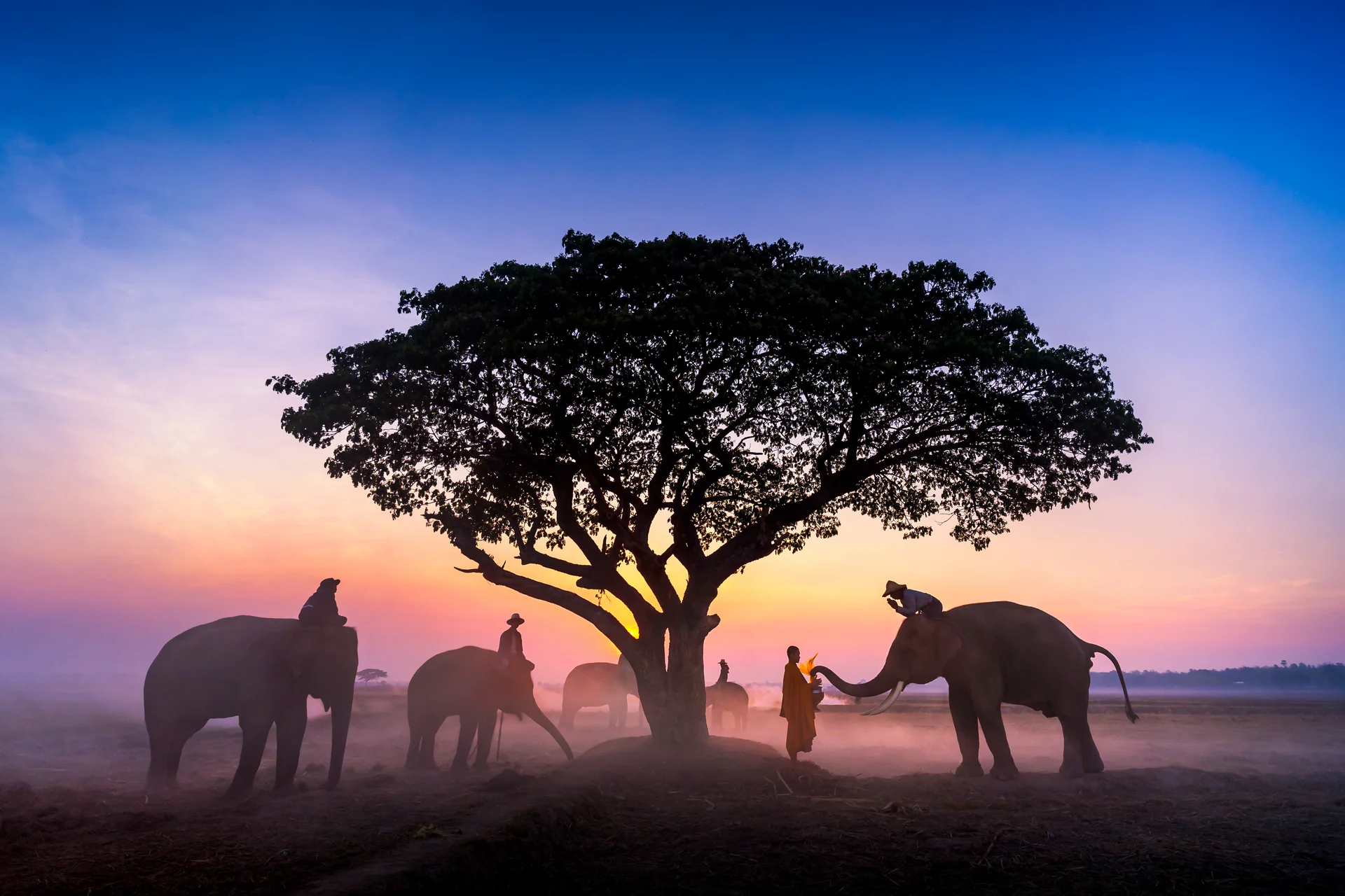 Elephant Made Merit Monks Bowl Thai People Elephant Jointly Give Alm Monk. Animals wallpaper. 5389×3593px. Free download f…