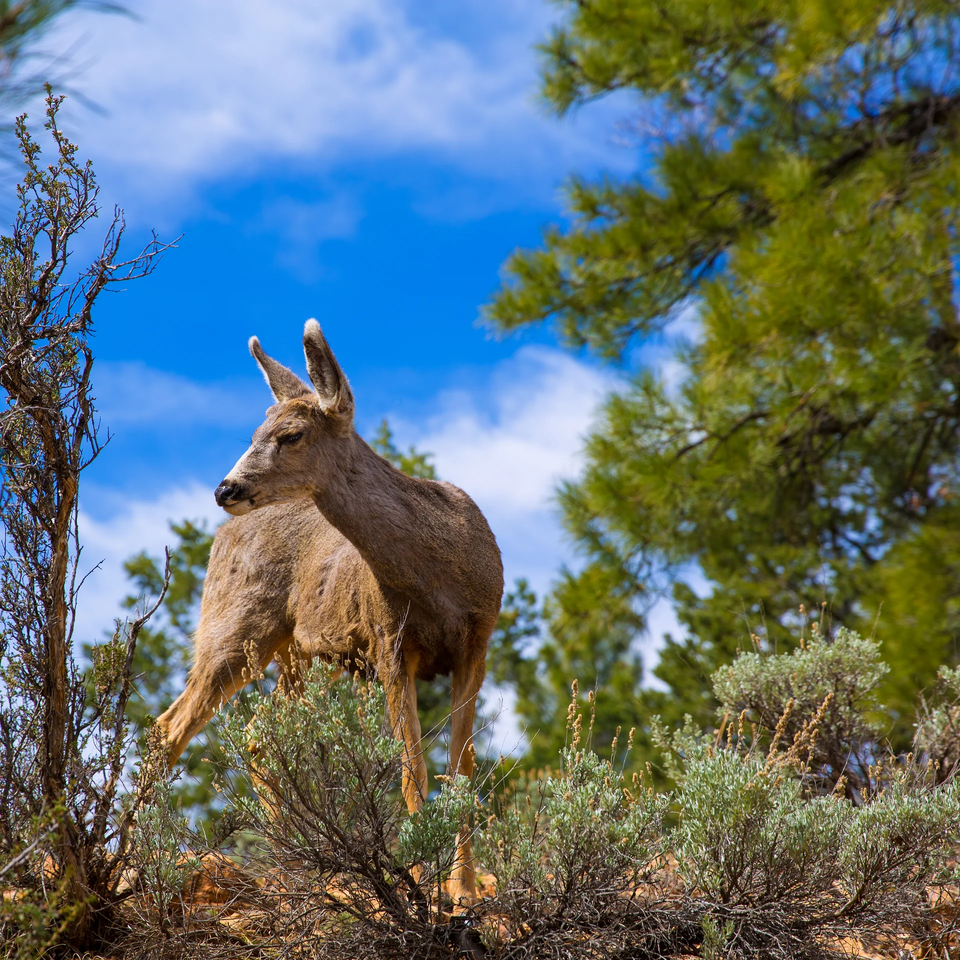 Elk Deer Grazing Arizona Grand Canyon Park. Nature wallpaper. 3840×3840px. Free download for personal use.