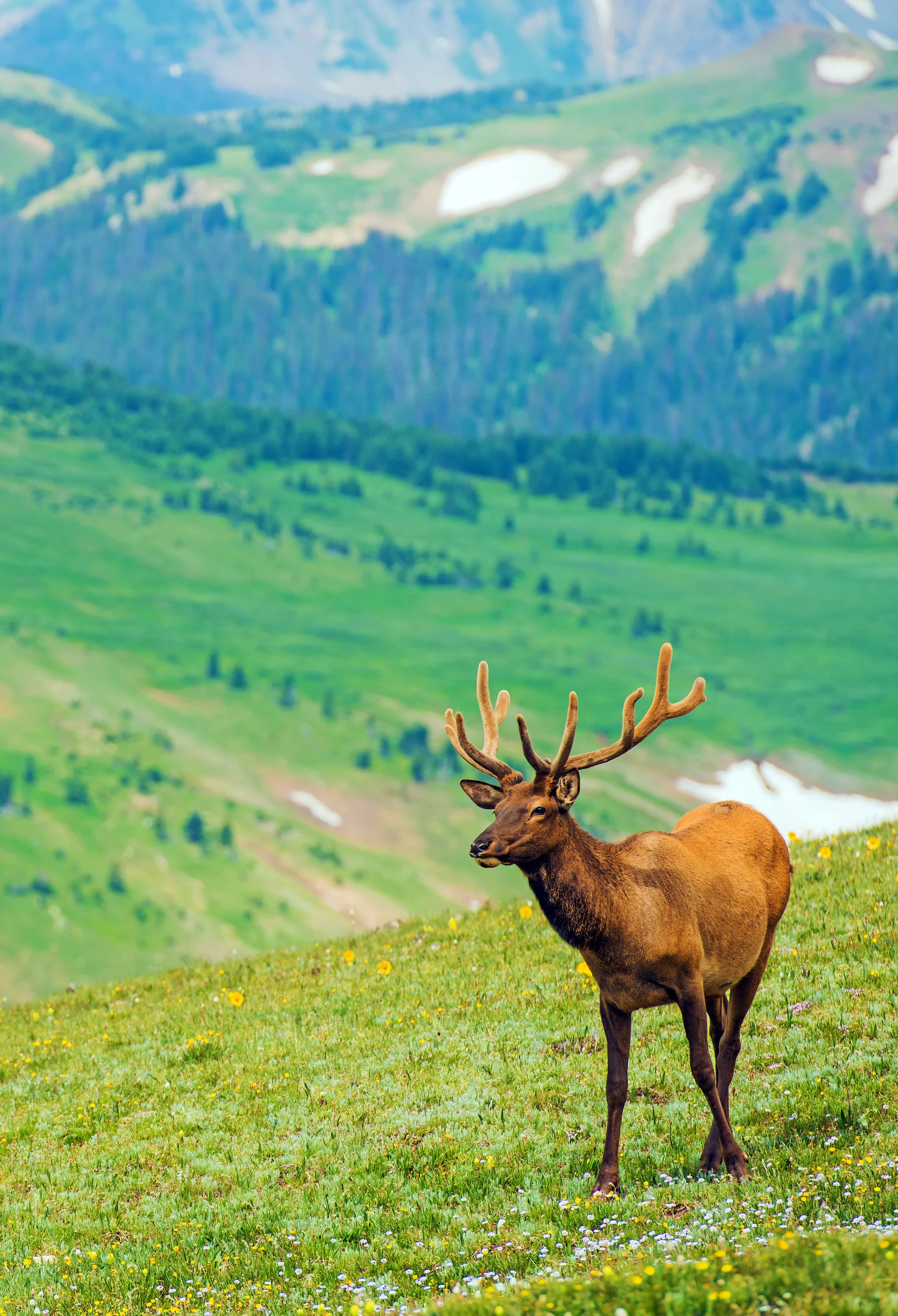 Elk Mountain Meadow. Nature wallpaper. 2730×4000px. Free download for personal use.