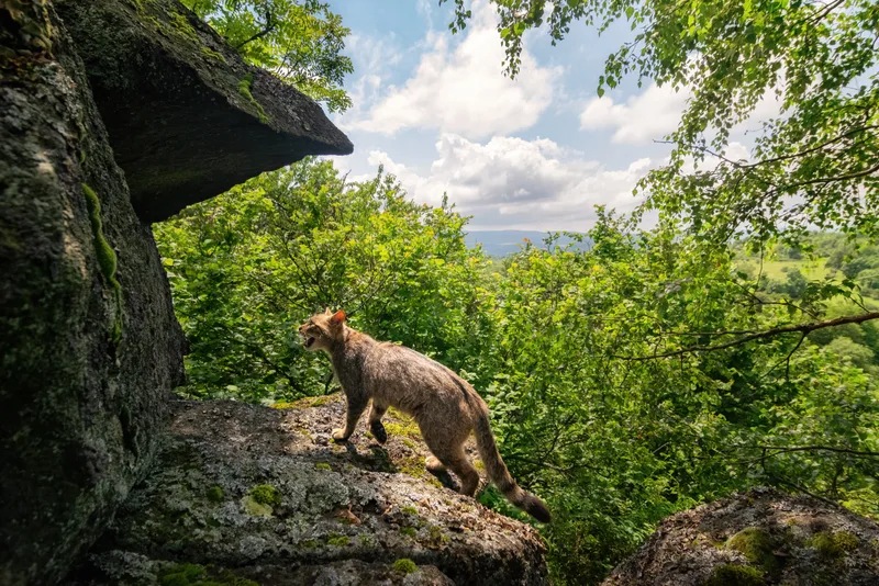 European Wildcat Beautiful Nature Habitat