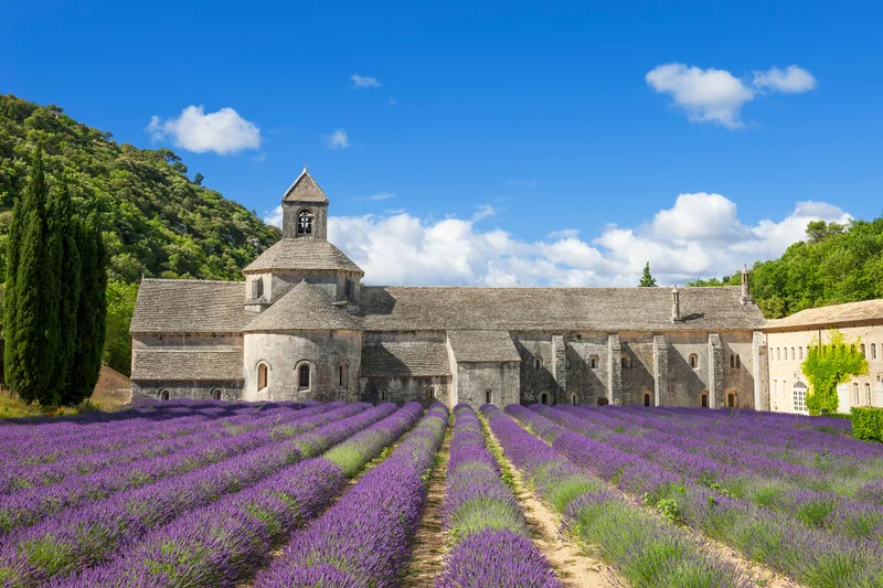 Famous Abbey Senanque Lavender Flowers France
