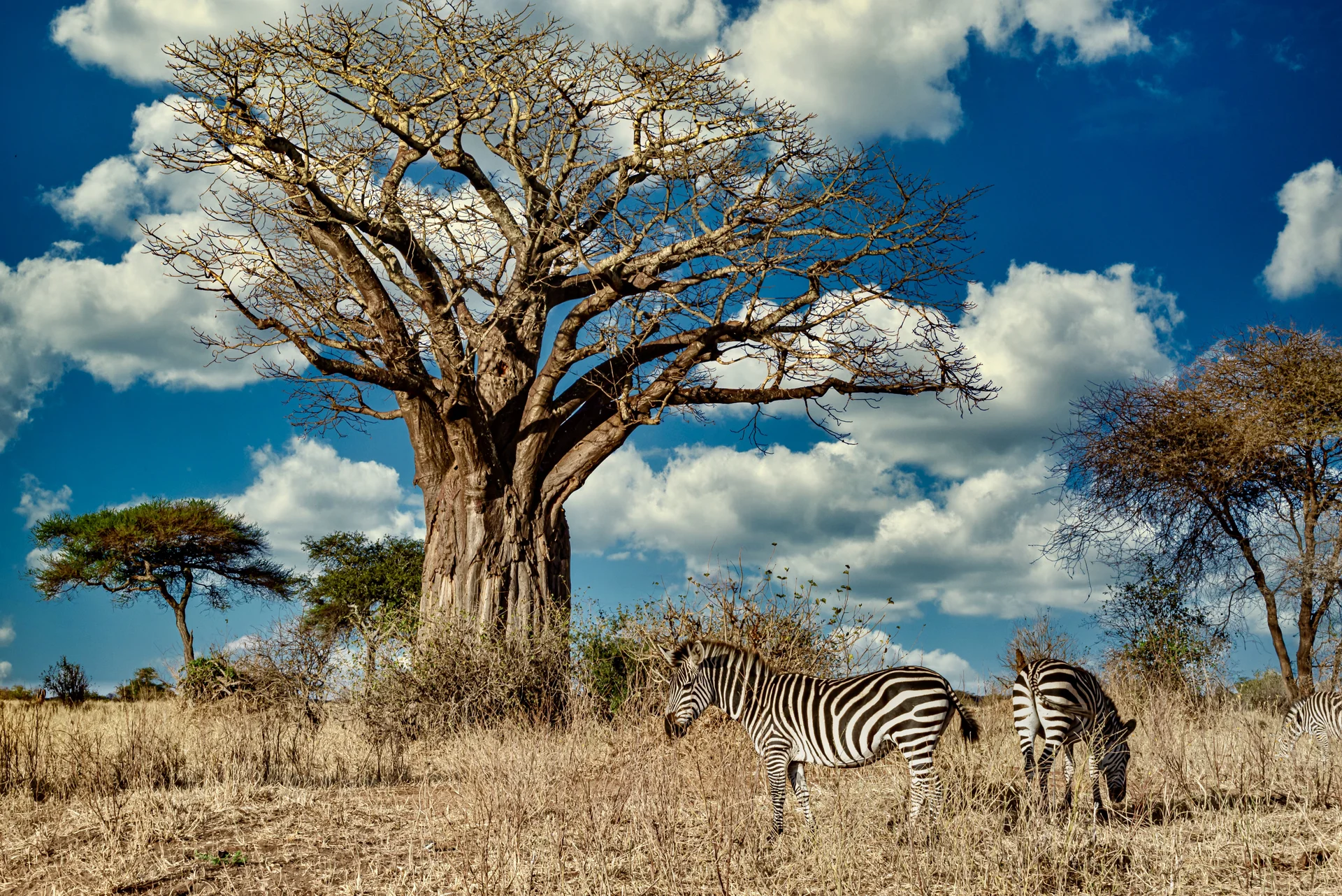 Field Covered Greenery Surrounded By Zebras Sunlight Blue Sky. Nature wallpaper. 6016×4016px. Free download for personal use.