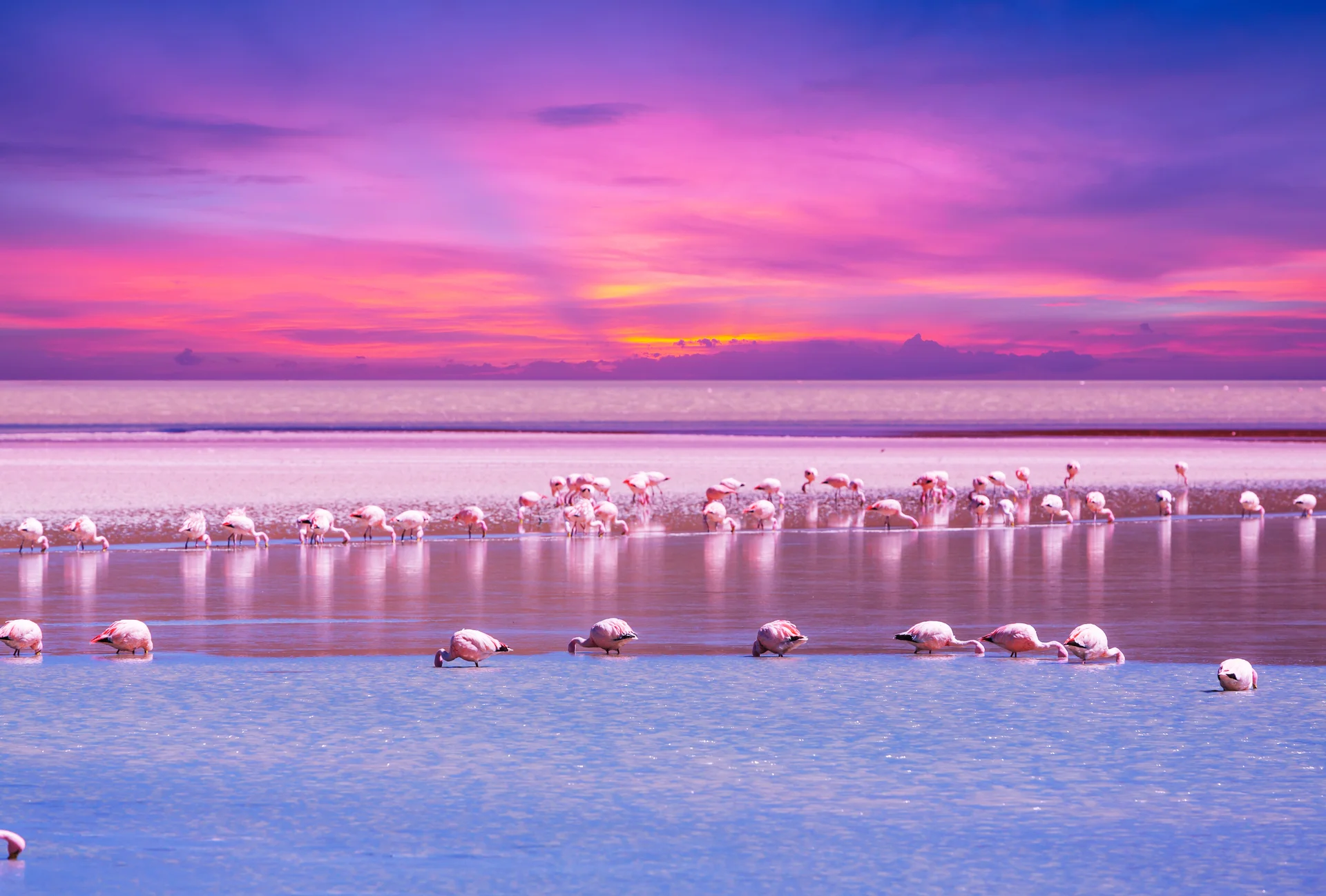 Flamingo. Uncategorized wallpaper. 5599×3784px. Free download for personal use.