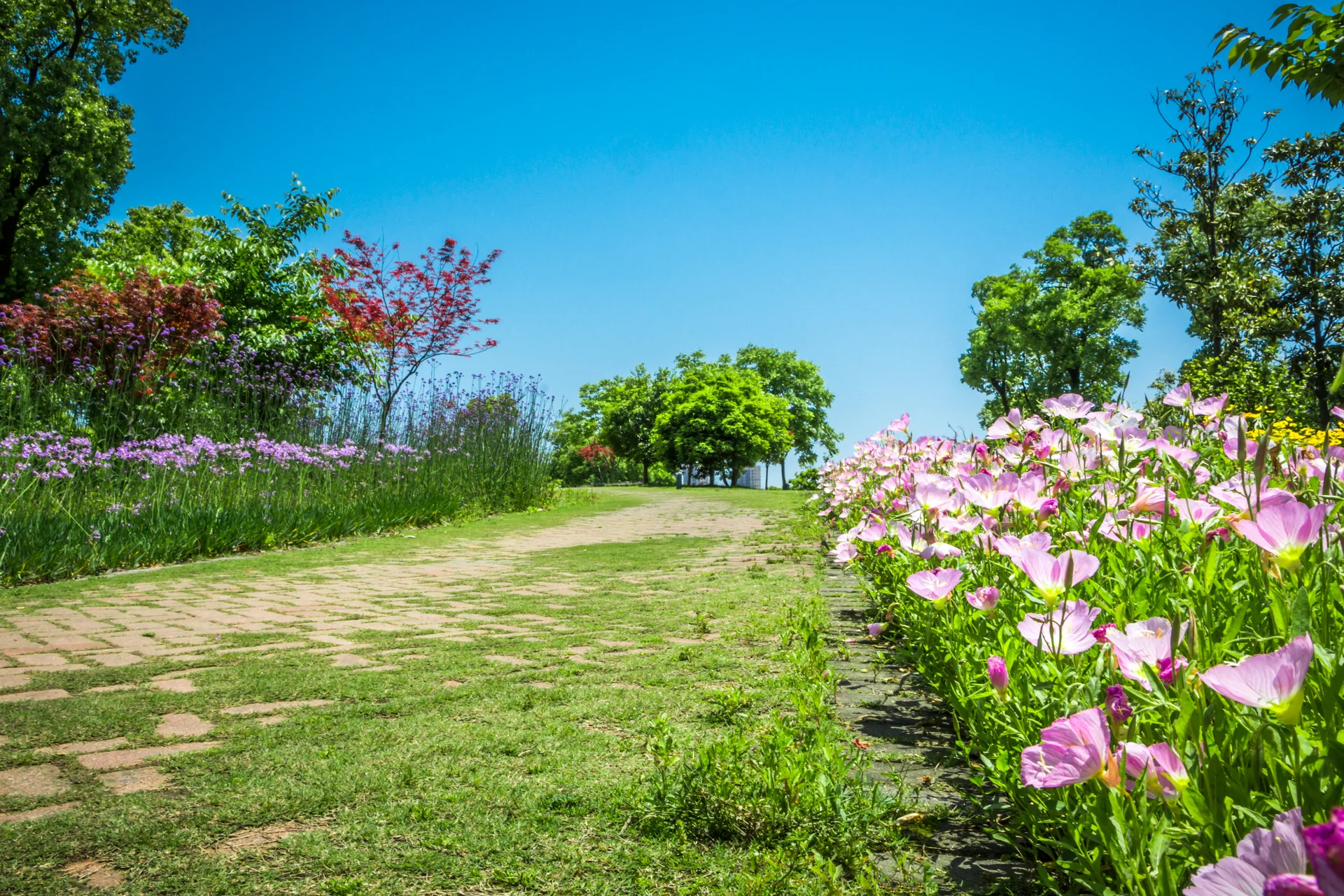 Flower Park. Nature wallpaper. 5000×3334px. Free download for personal use.