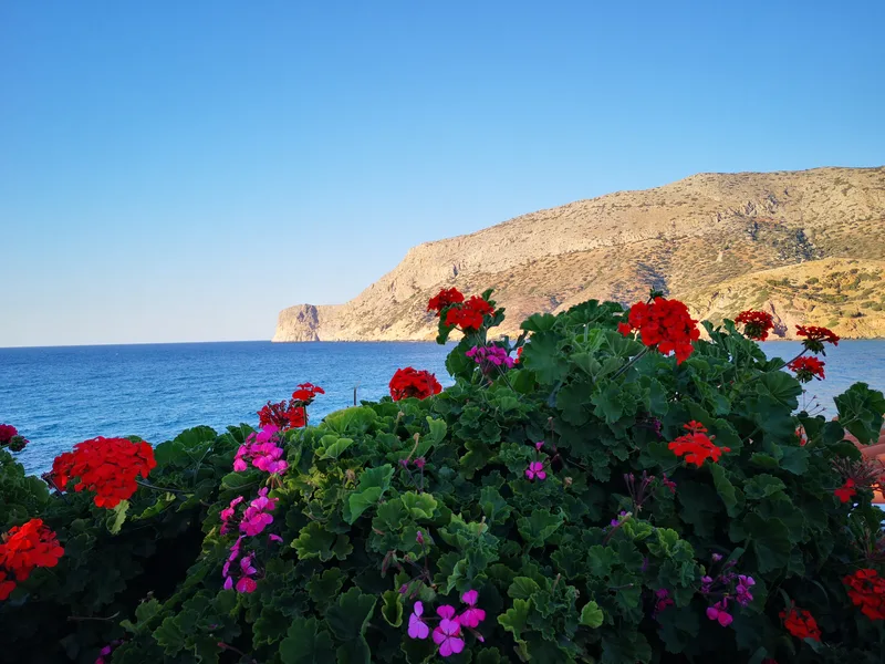 Flowering Plants By Sea Against Clear Blue Sky