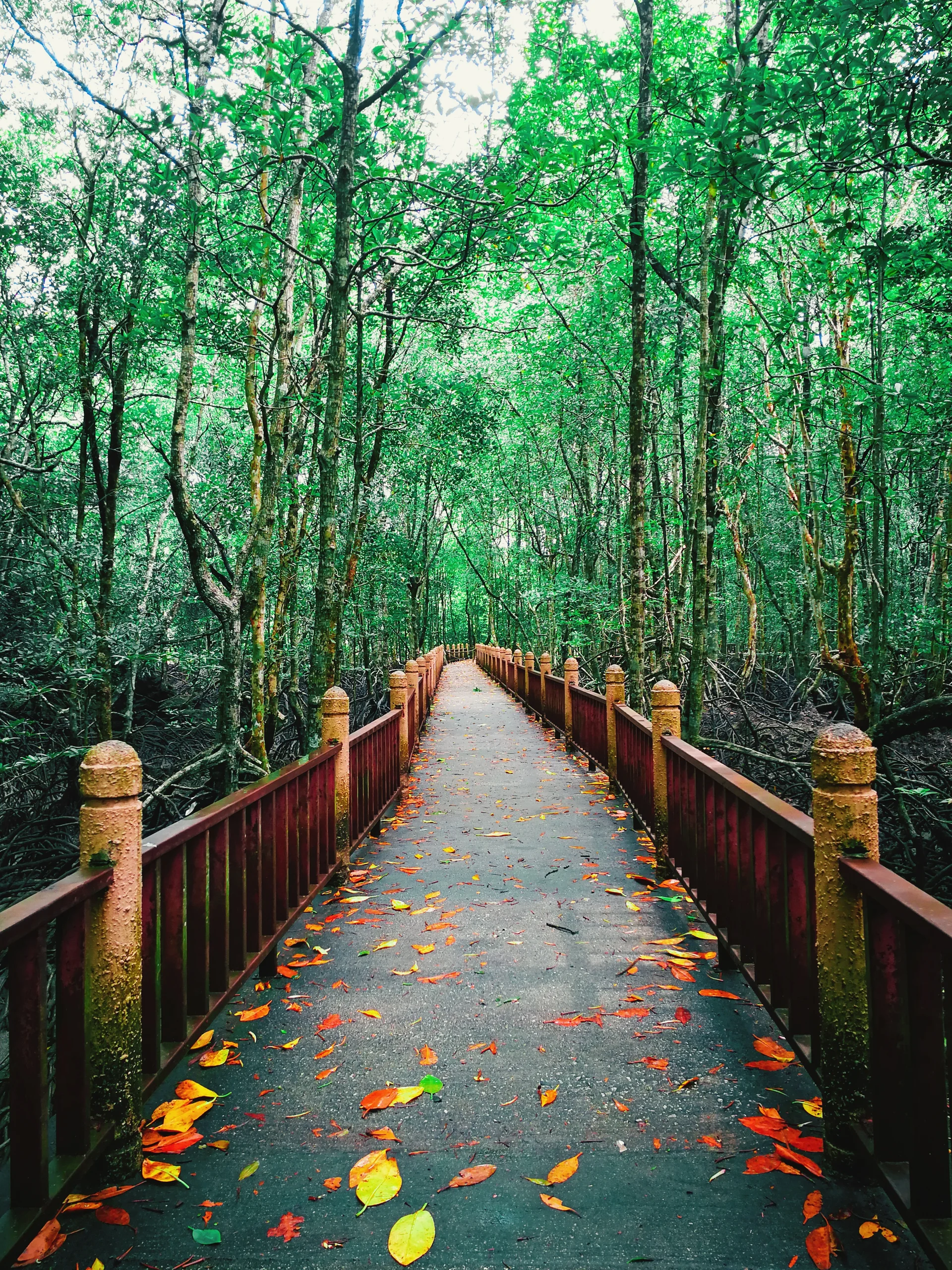 Footpath Amidst Trees Forest. Nature wallpaper. 2976×3968px. Free download for personal use.