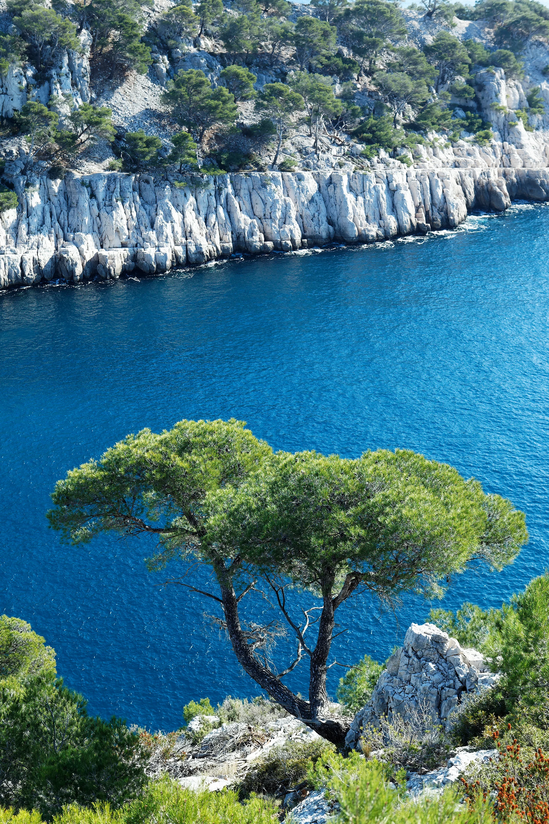 French Pine. Uncategorized wallpaper. 3744×5616px. Free download for personal use.
