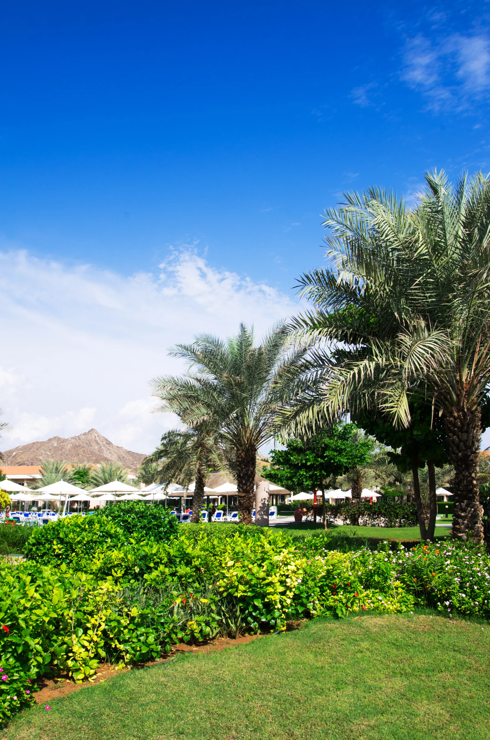 Garden. Uncategorized wallpaper. 3264×4928px. Free download for personal use.