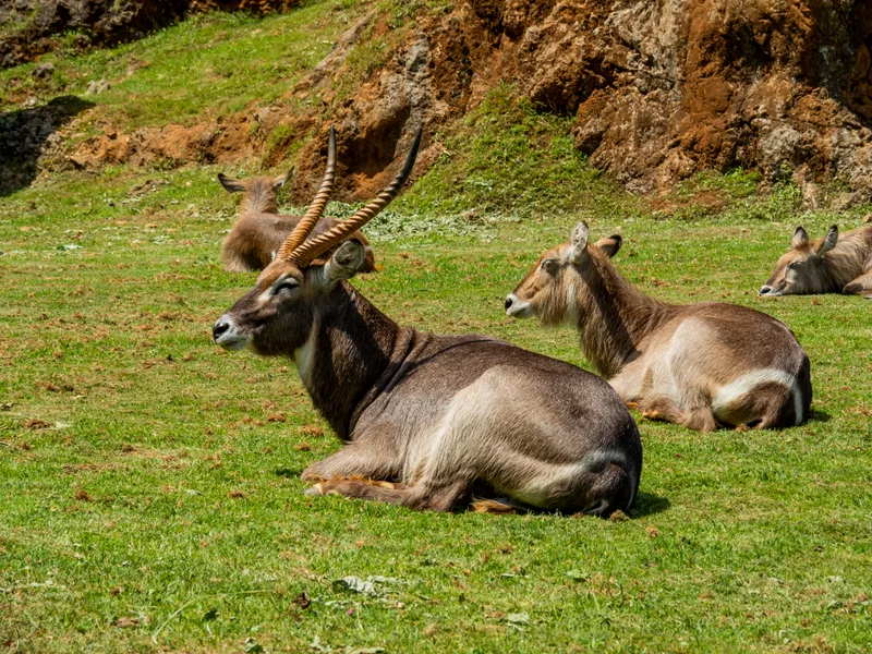 Gemsbok Antelopes Resting Field