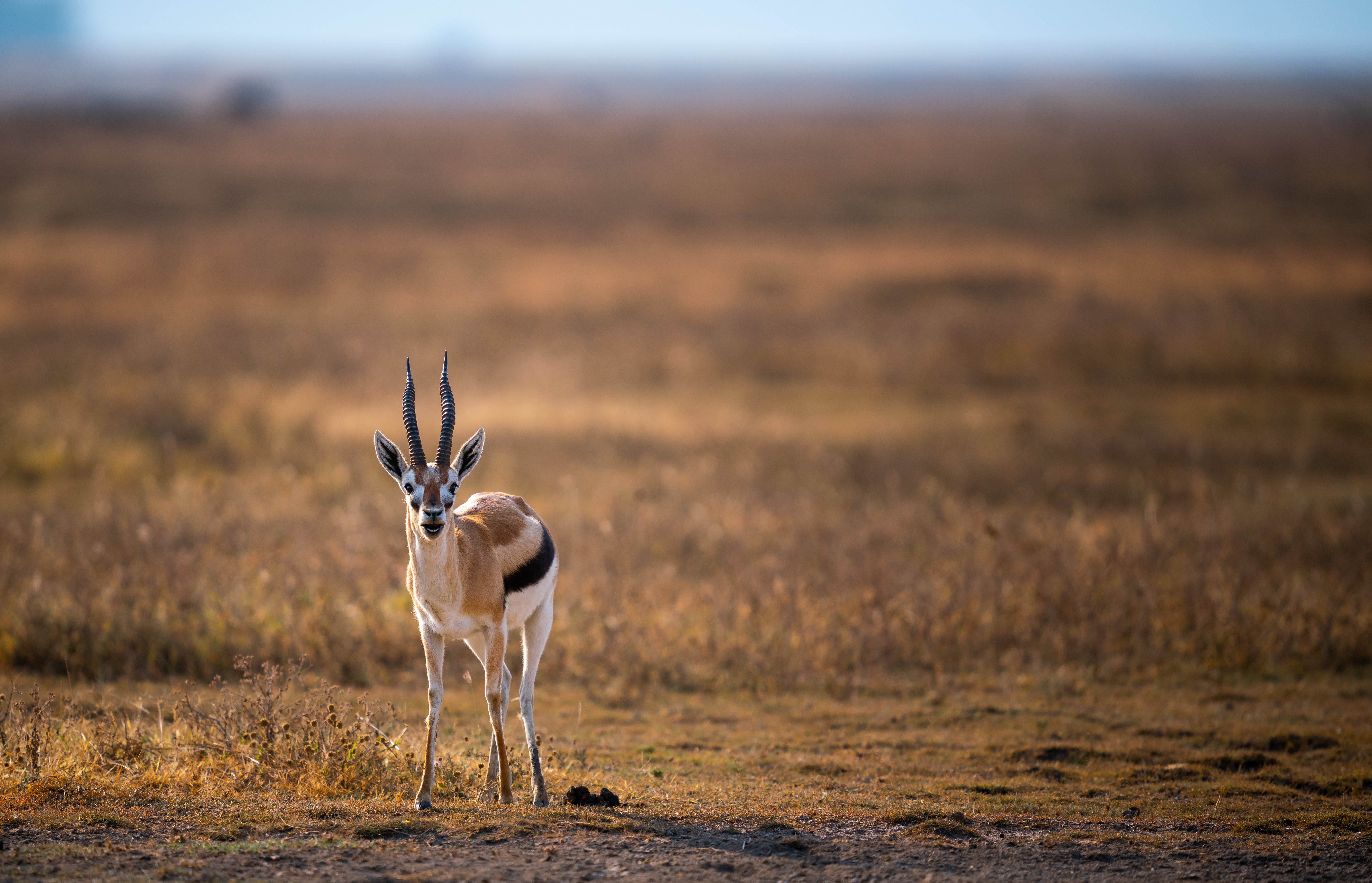 Grant S Gazelle Meadow Ngorongoro Conservation Area Tanzania