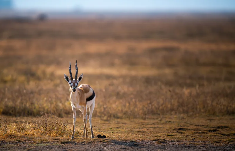 Grant S Gazelle Meadow Ngorongoro Conservation Area Tanzania