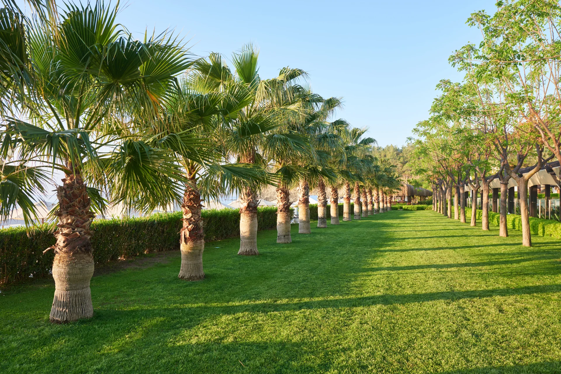 Green Palm Park Their Shadows Grass. Nature wallpaper. 5800×3871px. Free download for personal use.