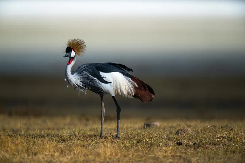 Grey Crowned Crane Also Known As African Crowned Crane
