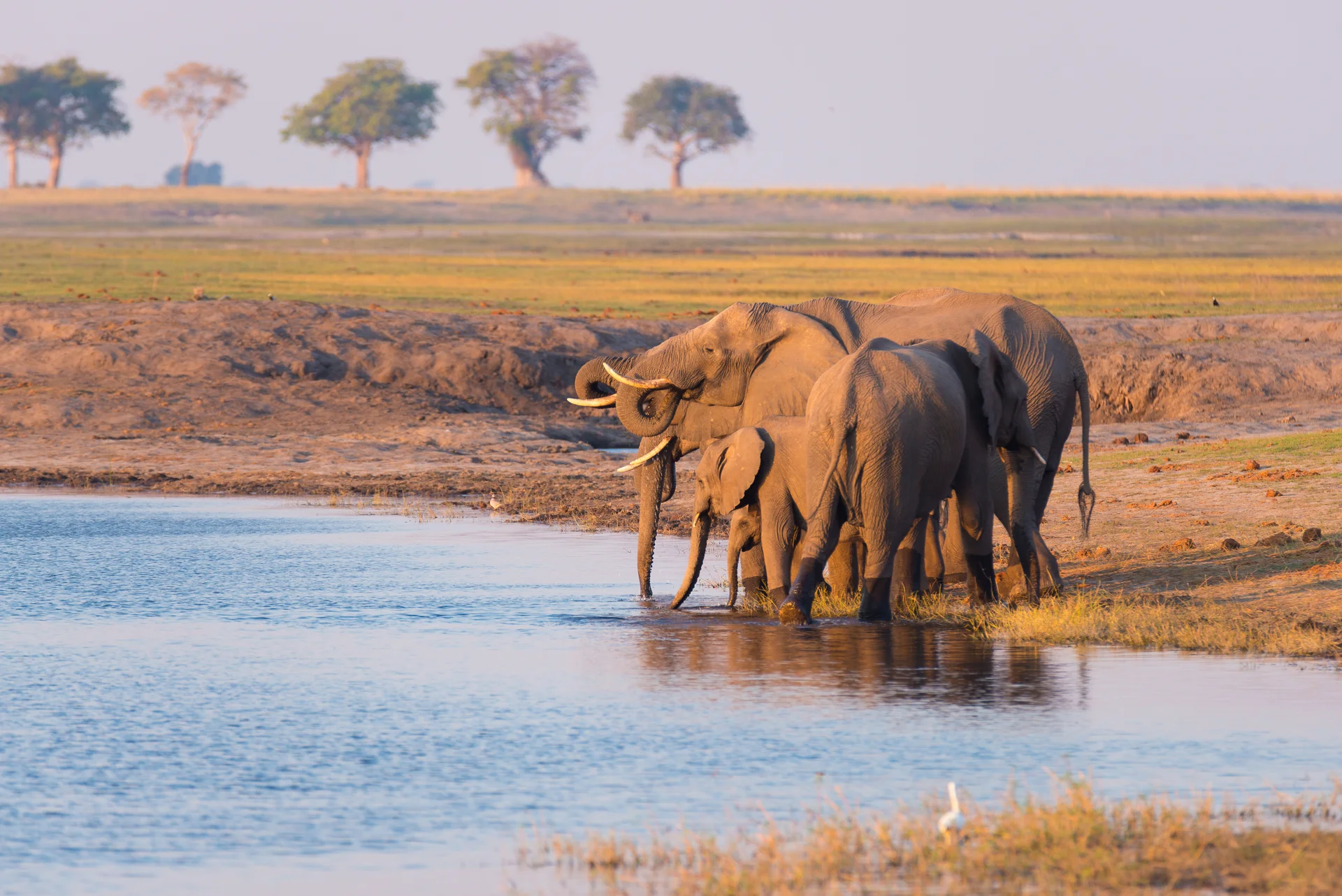 Group African Elephants Drinking Water From Chobe River Sunset Wildlife Safari Boat Cruise Chobe National Park Namibia Bot…