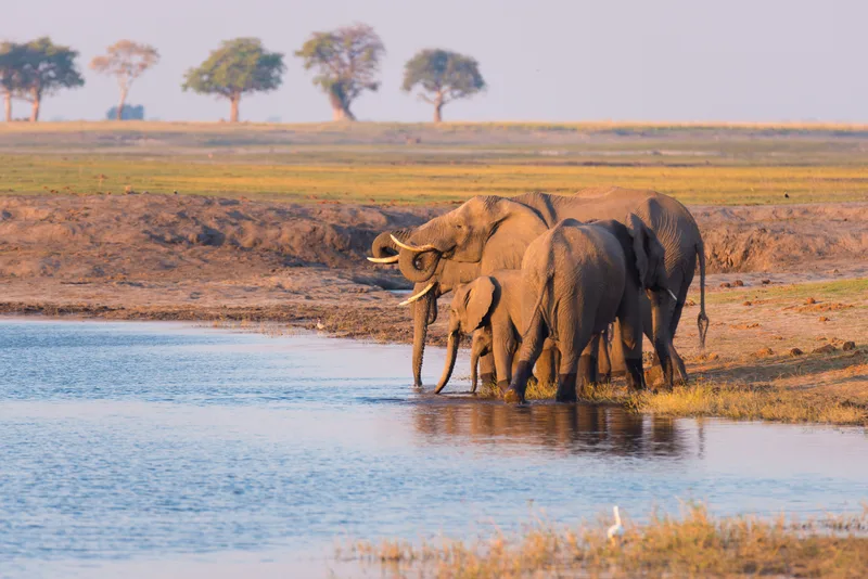 Group African Elephants Drinking Water From Chobe River Sunset Wildlife Safari Boat Cruise Chobe National Park Namibia Botswana Border Africa
