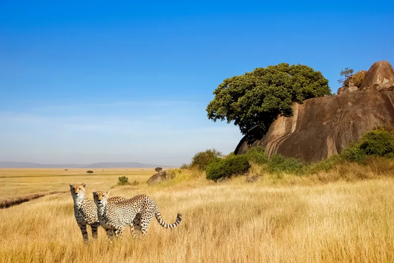 Group Cheetahs Savanna National Park Africa