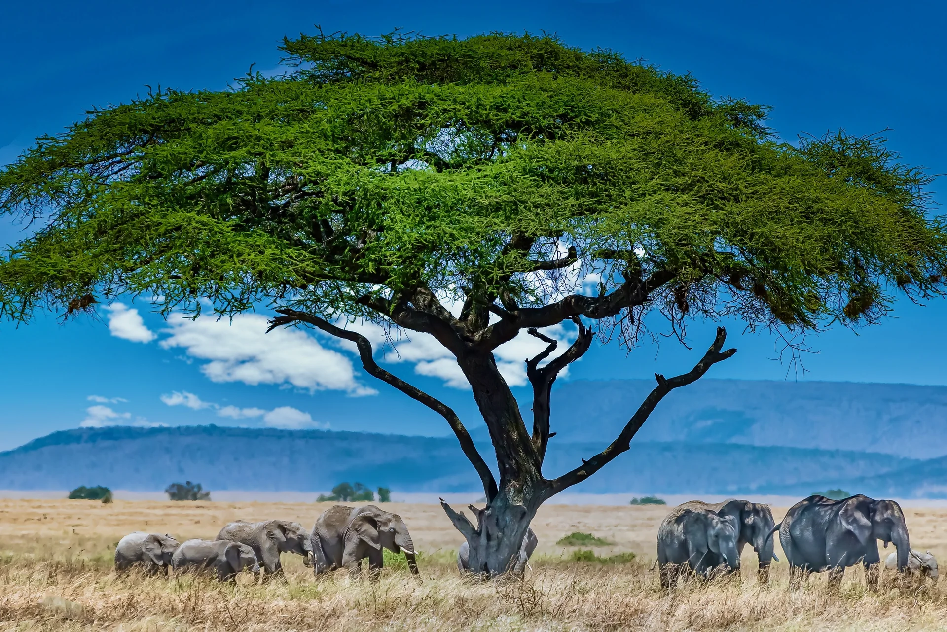 Group Elephants Big Green Tree Wilderness. Uncategorized wallpaper. 3955×2640px. Free download for personal use.