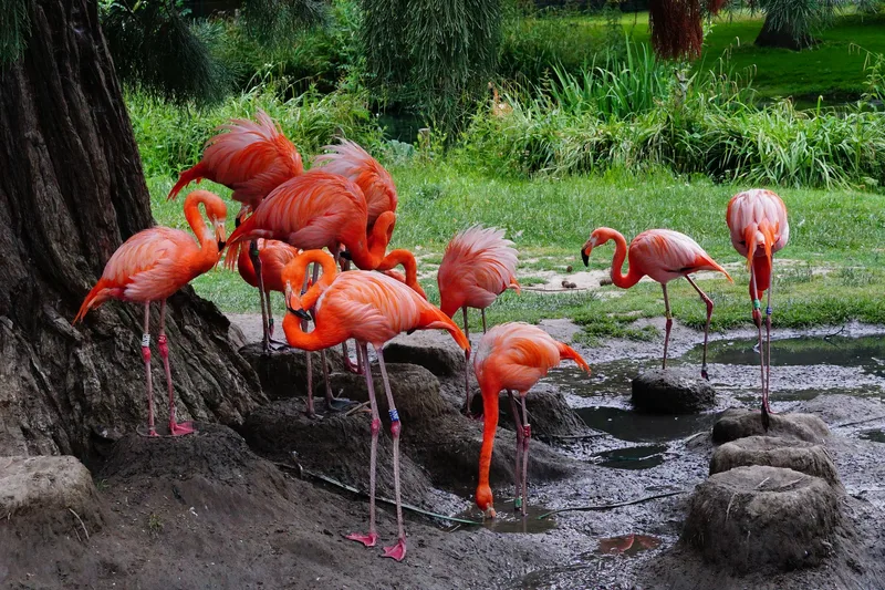 Group Flamingoes Standing Muddy Ground