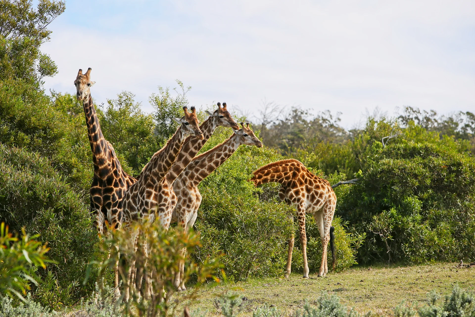 Group Giraffes Standing Grass Covered Hill Near Trees. Nature wallpaper. 5472×3648px. Free download for personal use.